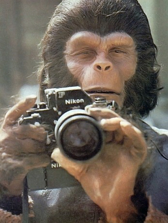 ape photographer.jpg (117 KB)
